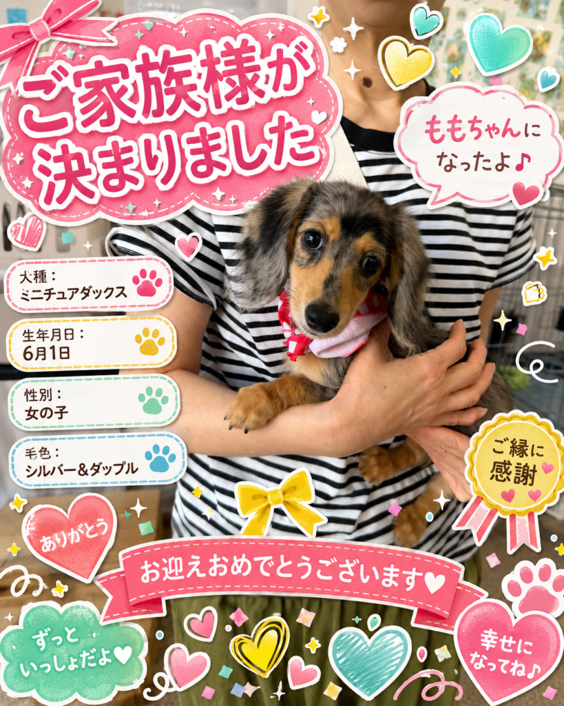 ミニチュアダックスのももちゃん｜お迎え報告｜ペットショップだんぼ