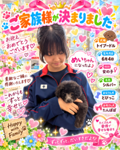 トイプードルのめいちゃんのお迎え記念写真