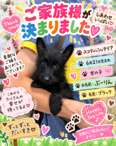 スコティッシュテリアのぶーりんちゃんのお迎え記念写真