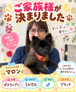 ポメラニアンのマロンくんのお迎え記念写真
