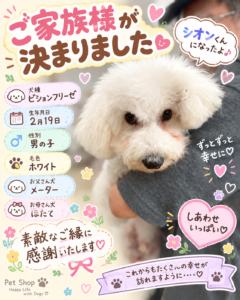 ビションフリーゼのシオンくんのお迎え記念写真