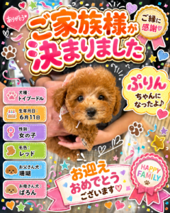 トイプードルのぷりんちゃんのお迎え記念写真