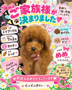 トイプードルのめめちゃんのお迎え記念写真