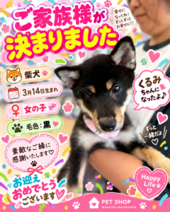 柴犬のくるみちゃんのお迎え記念写真