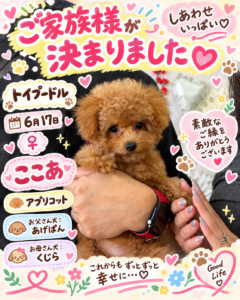 トイプードルのここあちゃんのお迎え記念写真