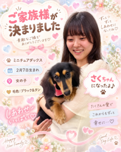 ミニチュアダックスのさくちゃんのお迎え記念写真