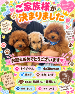 トイプードルの怜穂くん・頼翔くんのお迎え記念写真