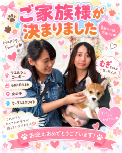 ウェルシュコーギーのむぎちゃんのお迎え記念写真