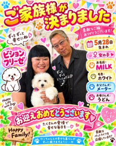 ビションフリーゼのMILKちゃんのお迎え記念写真