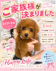 トイプードルのアルマちゃんのお迎え記念写真
