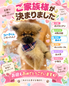 ポメラニアンのコハクくんのお迎え記念写真