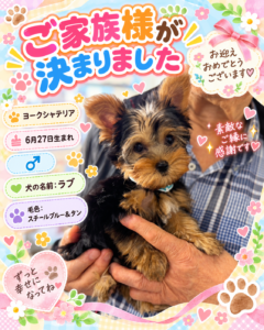 ヨークシャーテリアのラブくんのお迎え記念写真