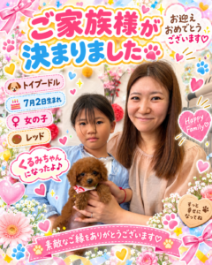 トイプードルのくるみちゃんのお迎え記念写真