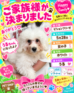 ビションフリーゼのうるちゃんのお迎え記念写真